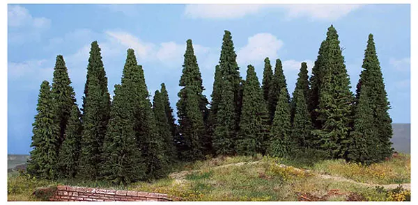 Lotto di 35 abeti di 5-12 cm