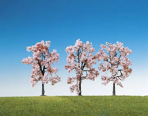 3 alberi di ciliegio da 8 cm