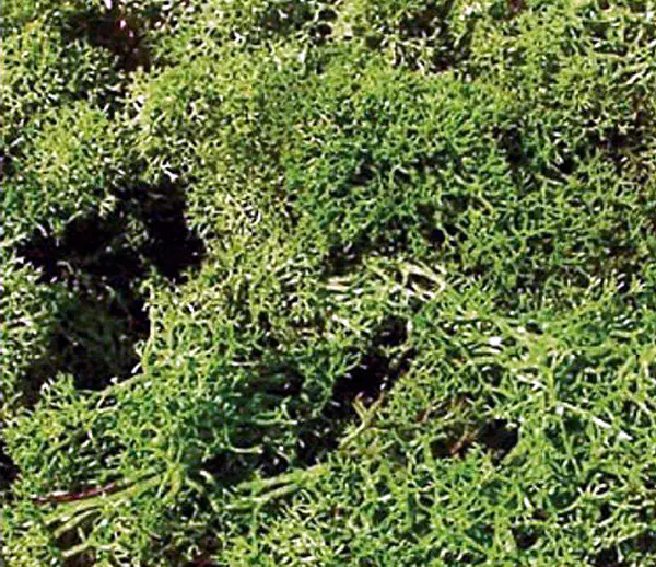 Schiuma verde chiaro 75 grammi