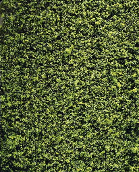 Strato fibroso del fogliame verde medio