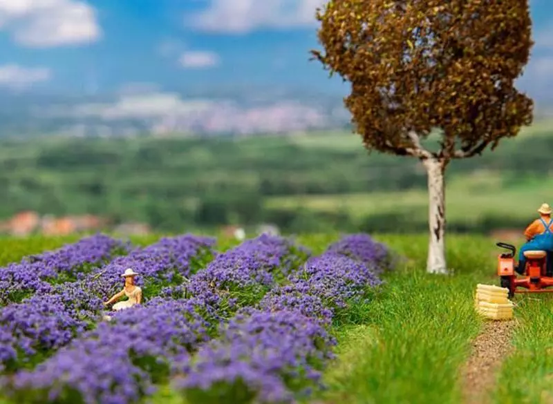 Campo di lavanda - Faller 181279 - HO 1/87 - 175x125x11 mm