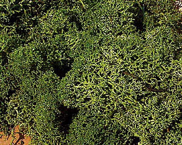 Mousse verde media 75 grammi