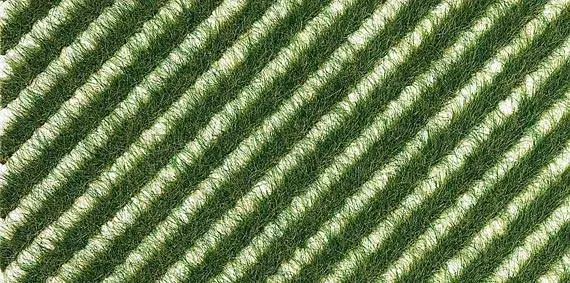 Strisce d'erba estive