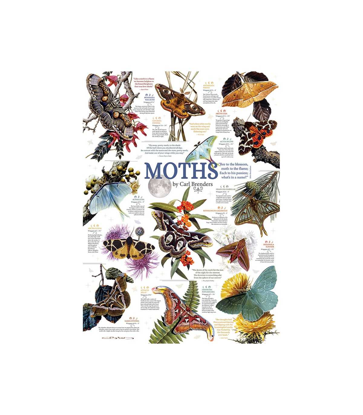 Moth Collection - Puzzle 1000 pezzi